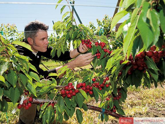 通过天猫，这个美国樱桃种植主找到了每天工作的动力